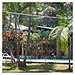 Vol�i de Grama